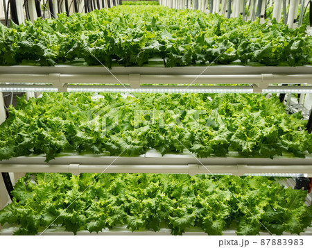 野菜工場　レタスの栽培 87883983