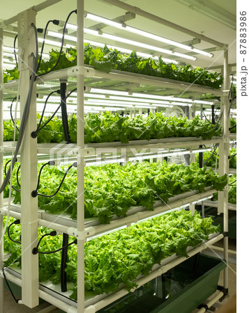 野菜工場　レタスの栽培 87883986