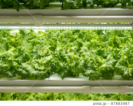 野菜工場　レタスの栽培 87883987