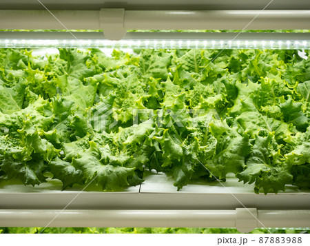 野菜工場　レタスの栽培 87883988