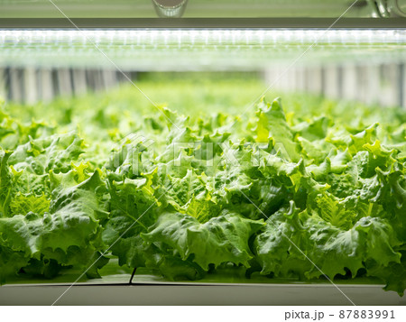 野菜工場　レタスの栽培 87883991