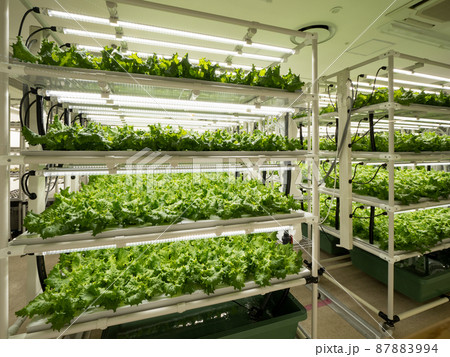野菜工場 レタスの栽培 野菜工場 レタスの栽培 87883994