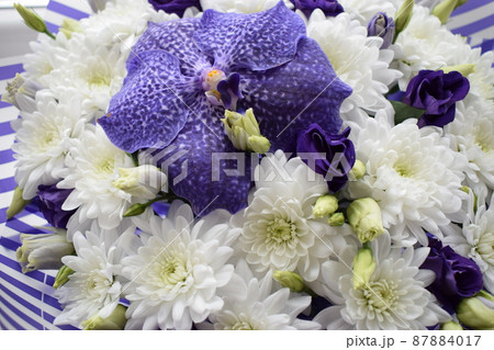 Close up purple orchid, Vanda Sansai purple and white chrysanthemums 87884017
