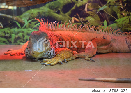 Wildlife nature, big lizard. Portrait of orange iguana 87884022