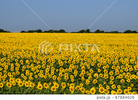 Sunflower field with blue sky. Field full of sunflowers in the morning 87884026
