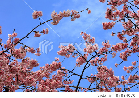 大寒桜（江戸川区葛西） 87884070