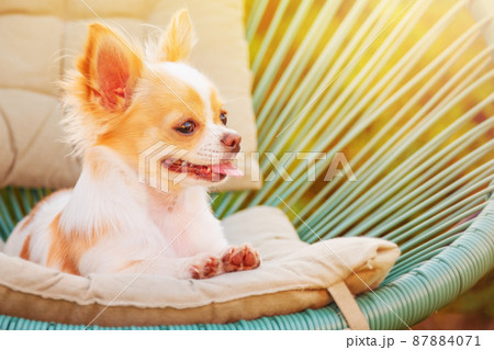 White chihuahua puppy in an armchair. Dog, pet. White chihuahua puppy in an armchair. Dog, pet. 87884071