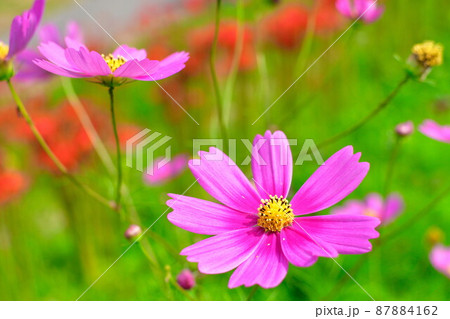 コスモス(新潟県) コスモス(新潟県) 87884162