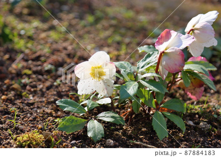 クリスマスローズの花 87884183