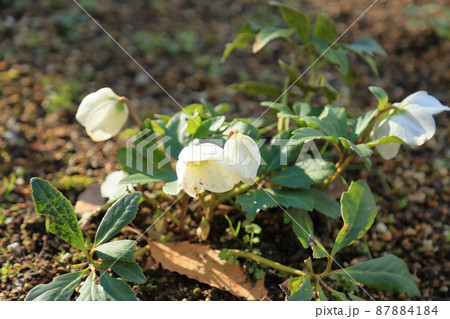 クリスマスローズの花 87884184