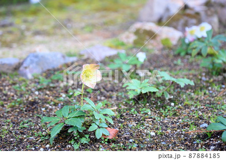 クリスマスローズの花 87884185