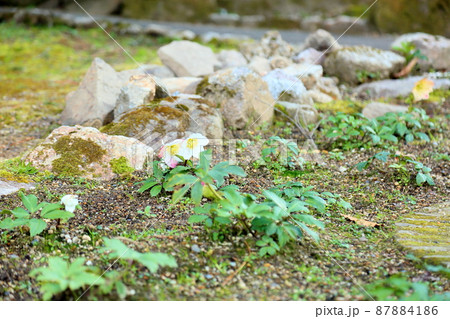 クリスマスローズの花 87884186