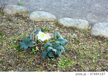 クリスマスローズの花 87884187