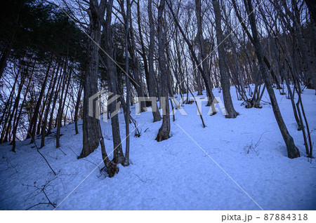 薄暗い山の中・雪山遭難イメージ 87884318