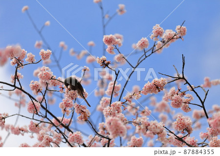大寒桜（江戸川区葛西） 87884355
