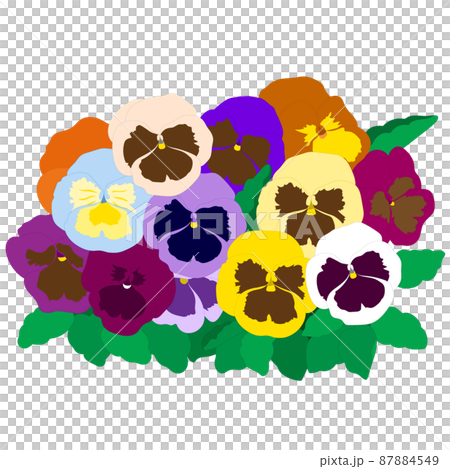 Pansy flower field multicolor diversity 87884549