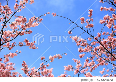 大寒桜(江戸川区葛西) 大寒桜(江戸川区葛西) 87884878