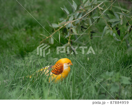 Golden pheasant or Chrysolophus pictus, also known as Chinese pheasant. Bright bird with yellow feathers in grass. Golden pheasant or Chrysolophus pictus, also known as Chinese pheasant. Bright bird with yellow feathers in grass. 87884959