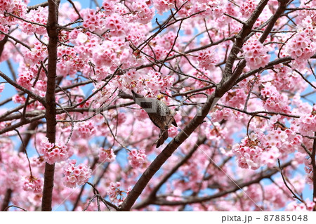 大寒桜（江戸川区葛西） 87885048