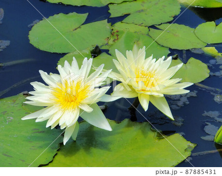 ハス スイレン 蓮 87885431