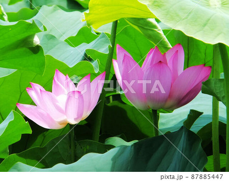 ハス スイレン 蓮 87885447