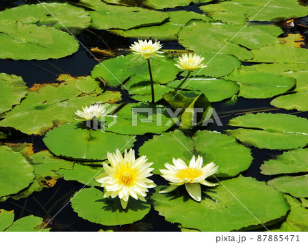 ハス スイレン 蓮 87885471