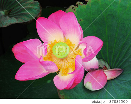 ハス スイレン 蓮 87885500
