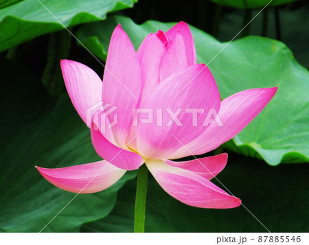 ハス スイレン 蓮 87885546