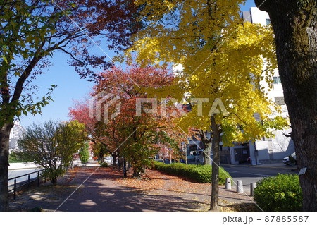広島天満川河畔公園の秋の景色 広島天満川河畔公園の秋の景色 87885587