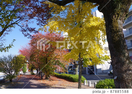 広島天満川河畔公園の秋の景色 広島天満川河畔公園の秋の景色 87885588