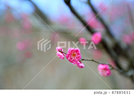 梅の花　紅梅八重 87885631