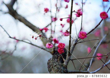 梅の花　紅梅八重 87885632