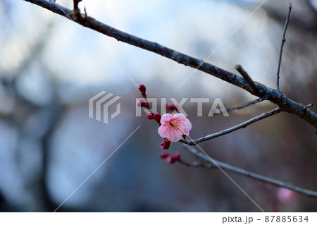梅の花　萩野 87885634