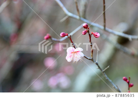 梅の花　萩野 87885635
