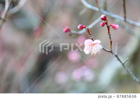 梅の花　萩野 87885636
