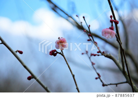 梅の花　萩野 87885637
