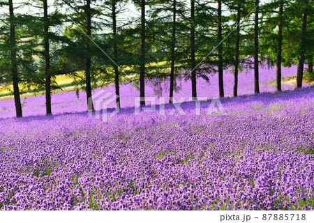 北海道　富良野のラベンダー畑 87885718