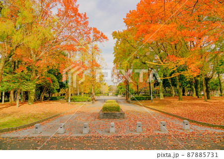 春日公園の紅葉 87885731