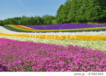 夏の北海道 富良野のラベンダー畑 夏の北海道 富良野のラベンダー畑 87885969