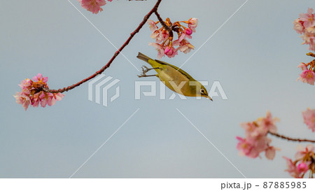 桜とメジロ　サクジロウ 87885985