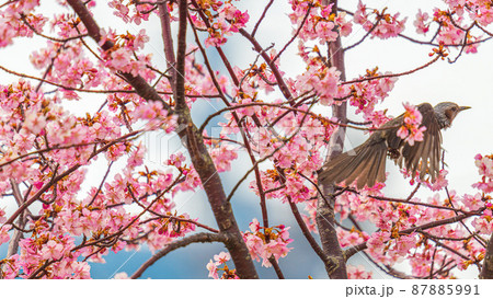 桜とメジロ　サクジロウ 87885991