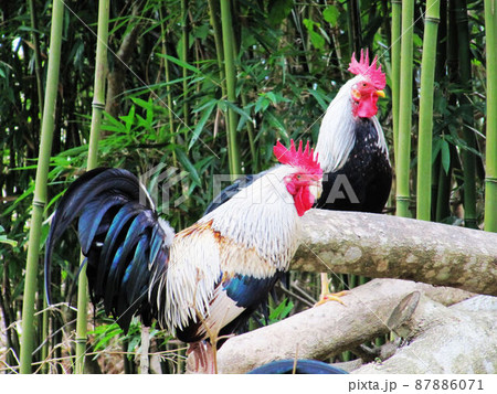 動物 動物学 鶏 87886071