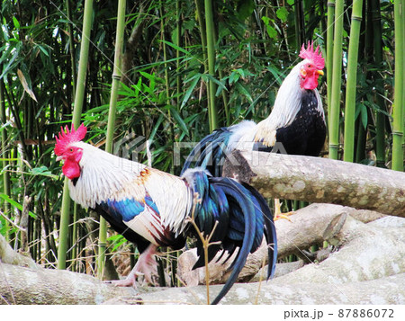 動物 動物学 鶏 87886072