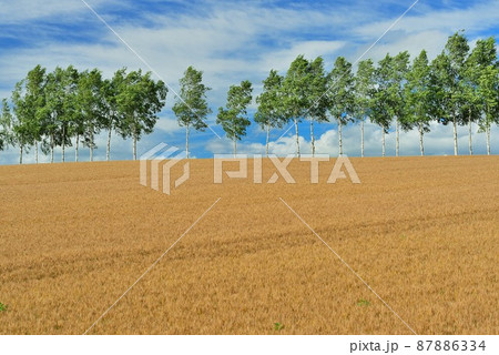北海道 美瑛町の麦畑と白樺並木 北海道 美瑛町の麦畑と白樺並木 87886334