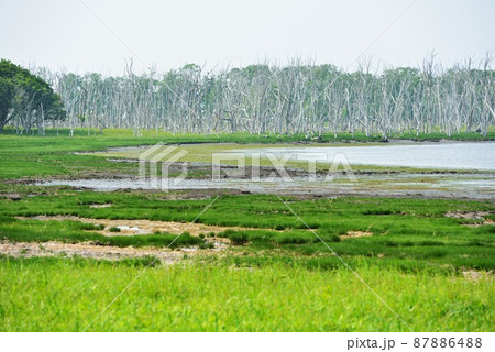 北海道 野付半島のナラワラ 北海道 野付半島のナラワラ 87886488
