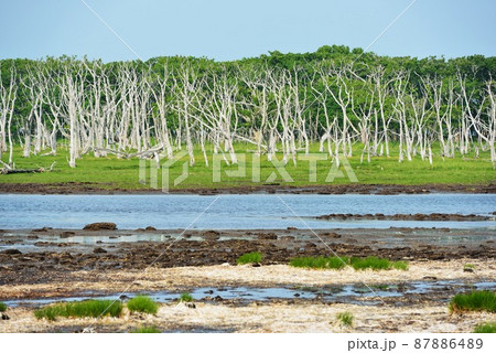 北海道　野付半島のナラワラ 87886489
