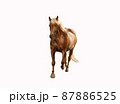 Fat brown horse with a light mane trots 87886525