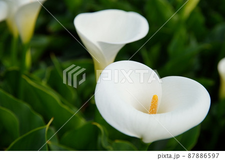 クワズイモ 花 フラワー 87886597