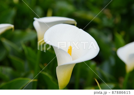 クワズイモ 花 フラワー 87886615