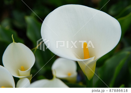 クワズイモ 花 フラワー 87886618